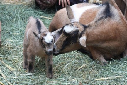 Buy ALPINE DAIRY GOAT online