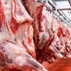 HALAL Fresh Frozen Beef whole carcass