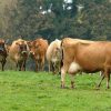 Buy JERSEY DIARY CATTLE online