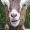 Buy LIVE TOGGENBURG GOAT online