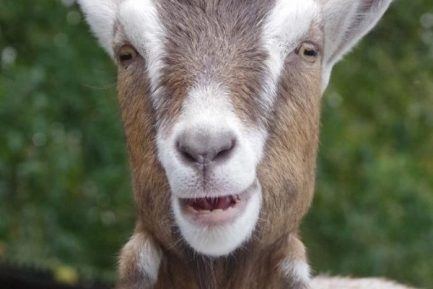 Buy LIVE TOGGENBURG GOAT online