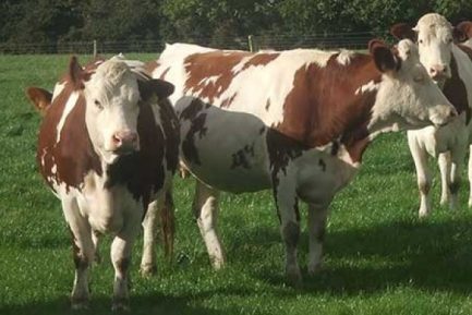 Buy MONTBÉLIARDE CATTLE online